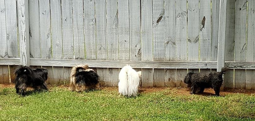 puppy proof wooden fence