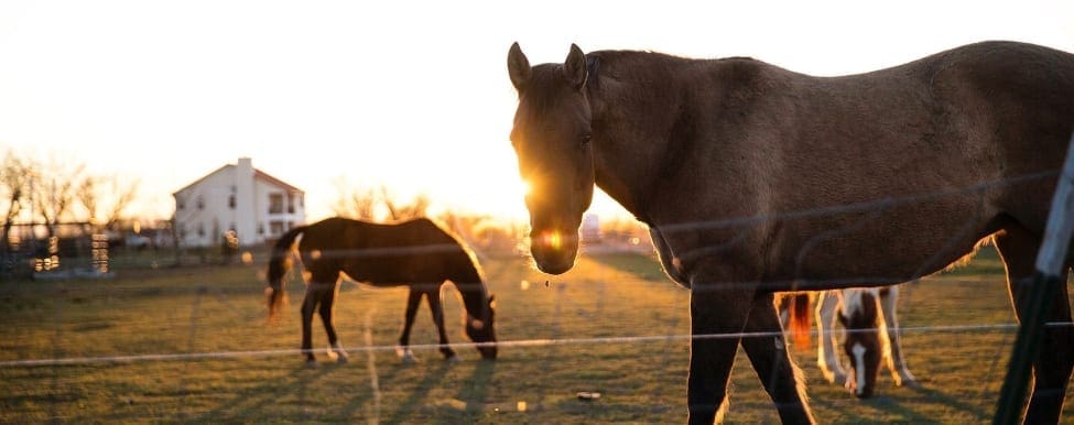 livestock fencing