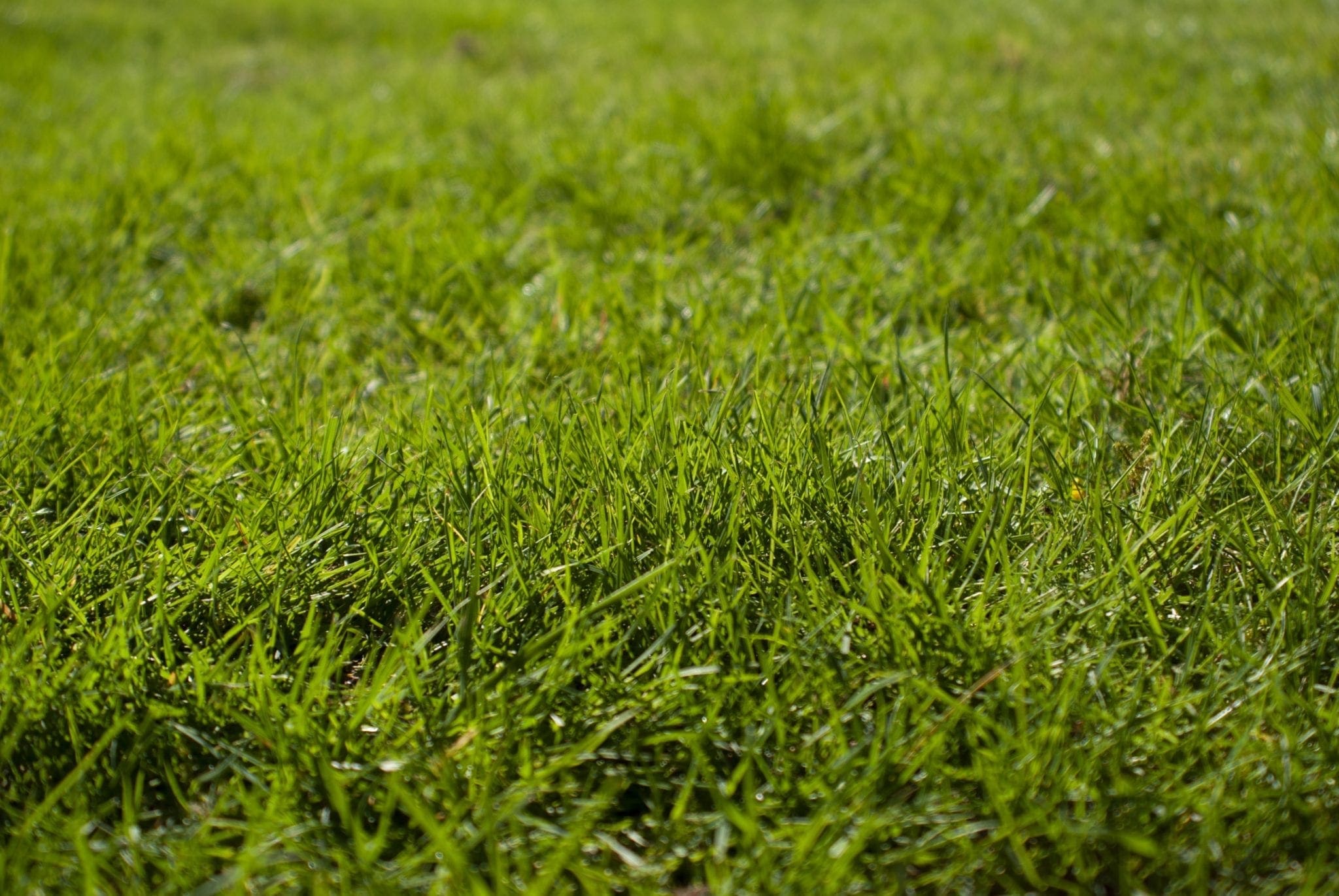 Grass
