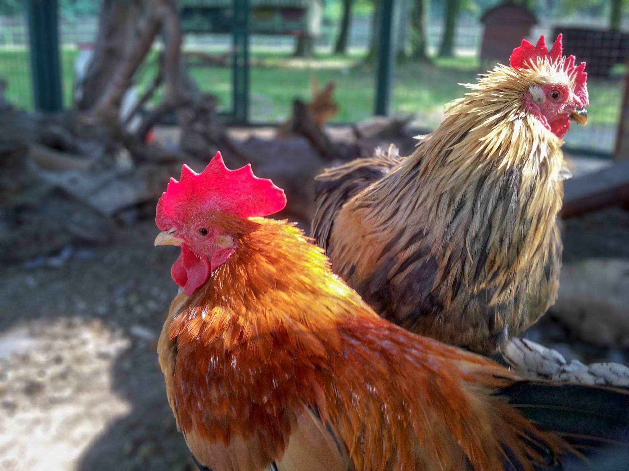chickens in a coop