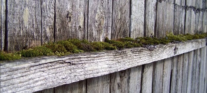 Sun Damage, Moss and Mold on Wood Fences