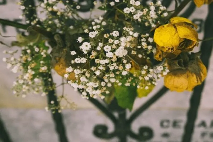 Flowers on Fence