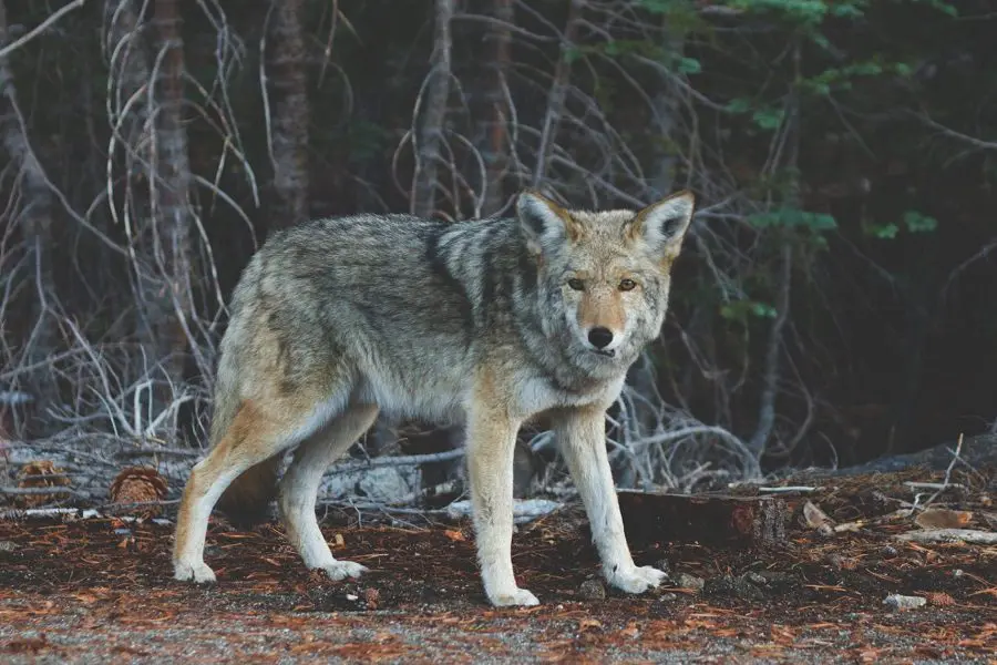 Wolf